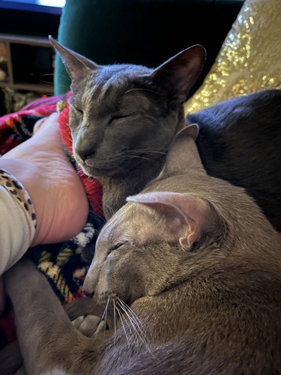 2 cats.jpg