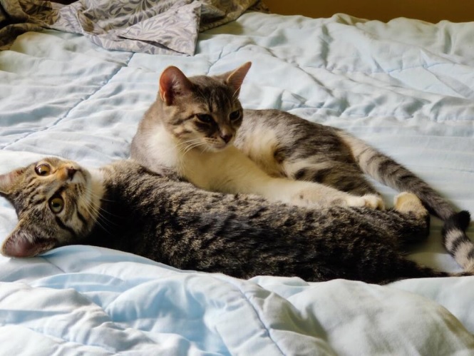 2 cats laying.jpg