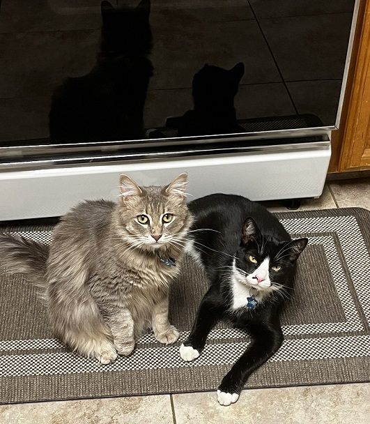 2 cats mat.jpg