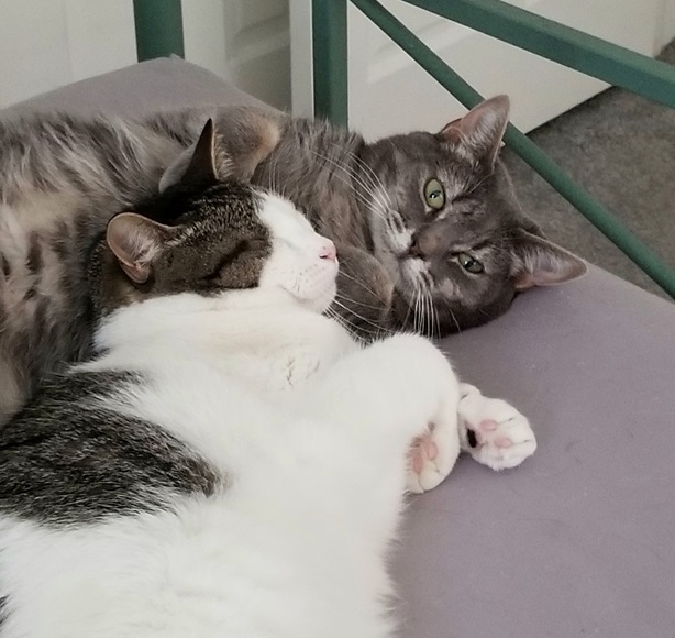 2 cats nap.jpg