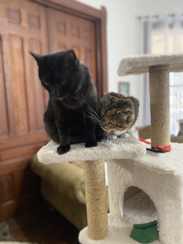 2 cats perch.jpg