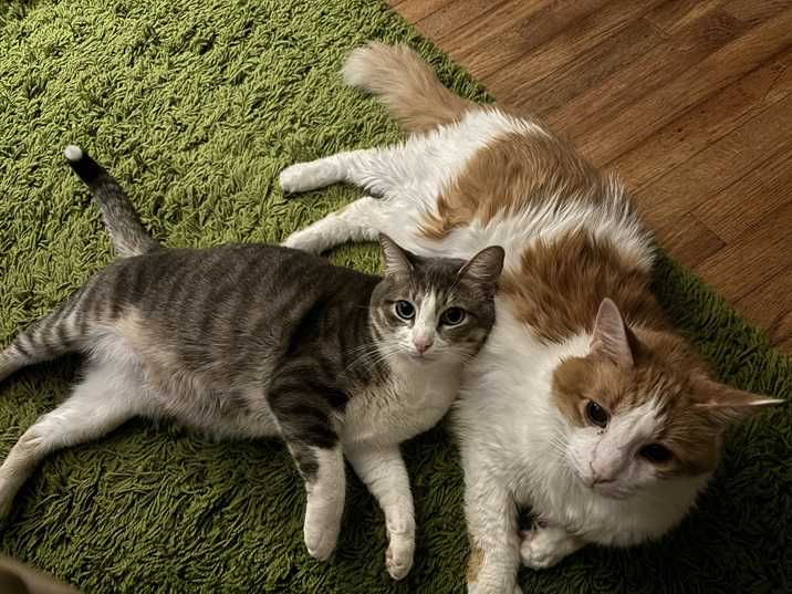 2 cats pose.jpg