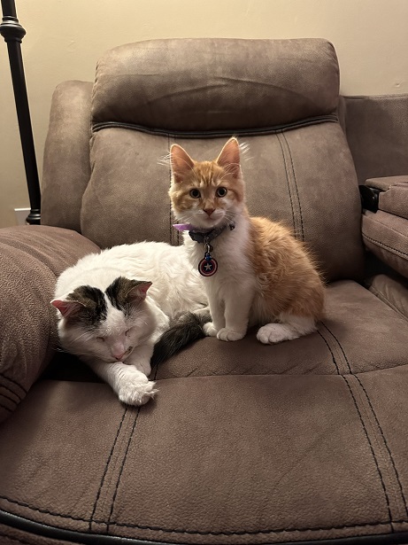 2 cats recliner.jpg