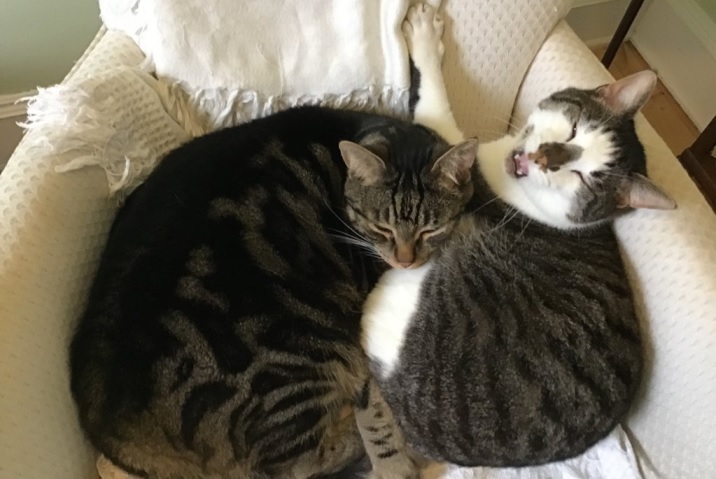 2 cats snuggle.jpg