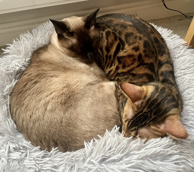 2 cats snuggle.jpg