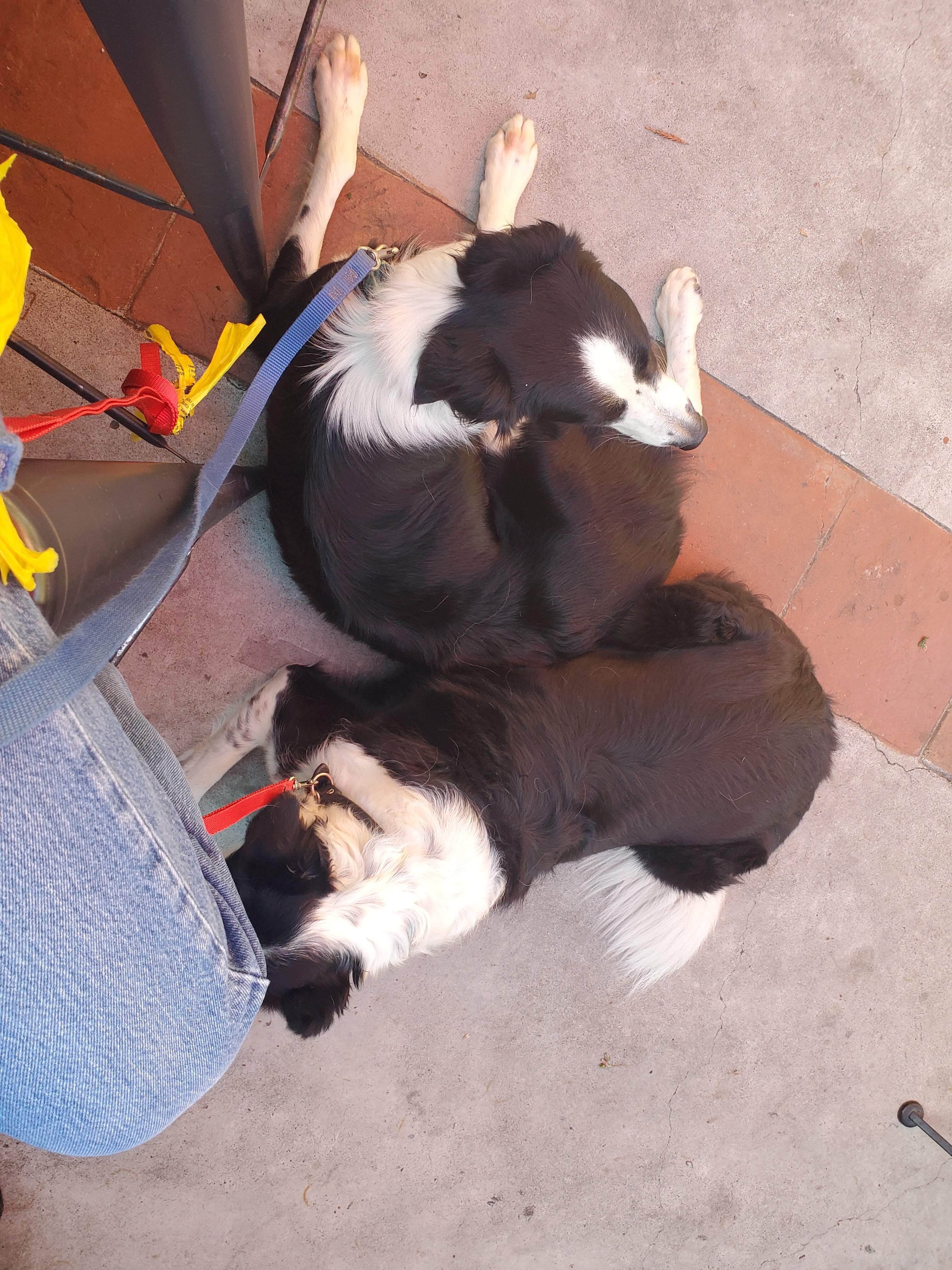 2 dogs.jpg