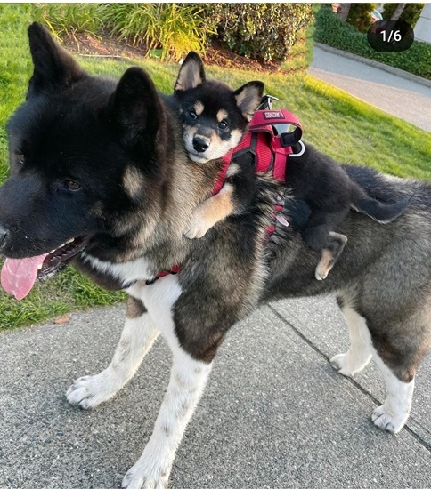 2 dogs.jpg