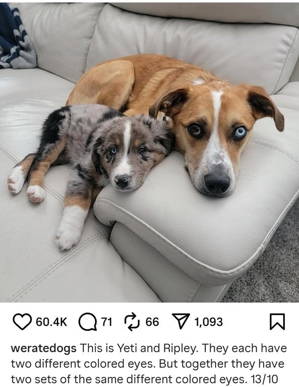 2 dogs.jpg