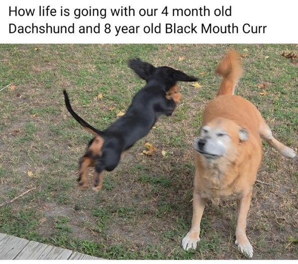 2 dogs.jpg