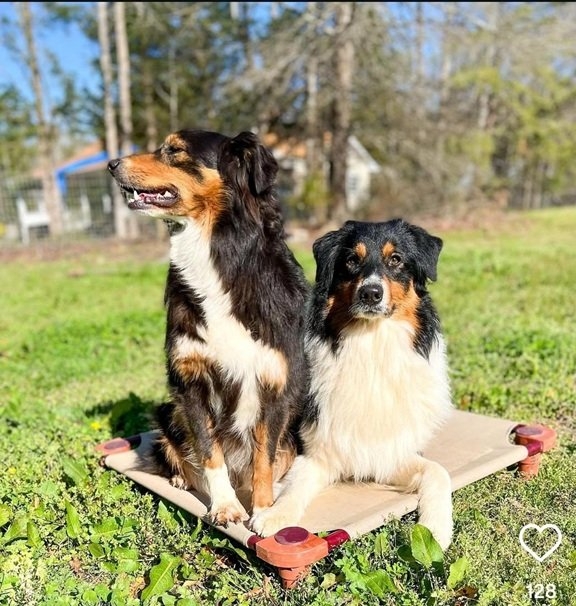 2 dogs.jpg