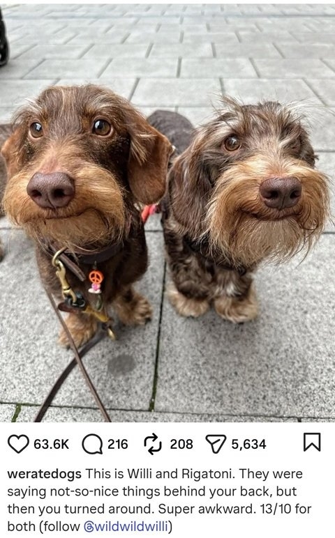 2 dogs.jpg