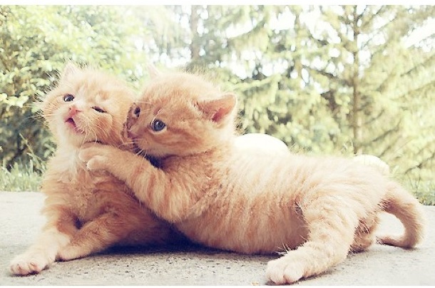2 kittens.jpg