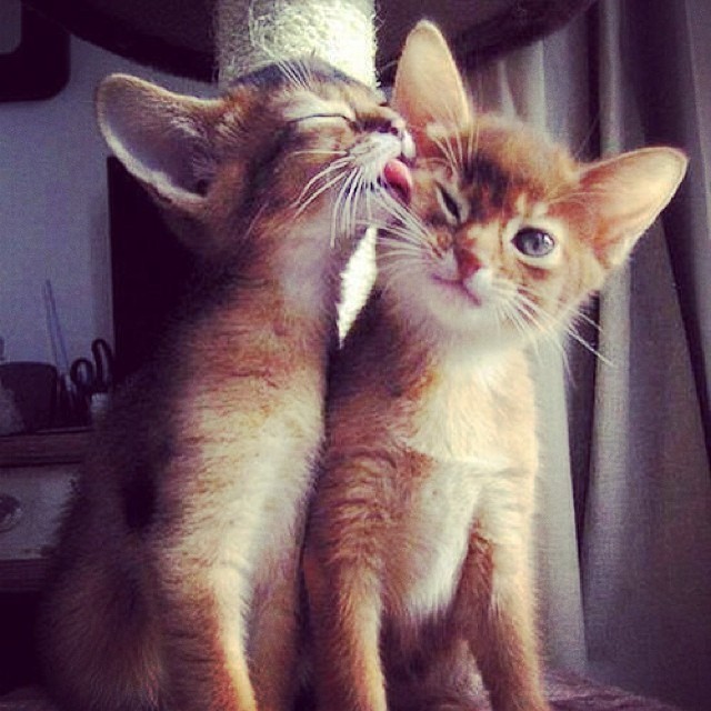 2 kittens lick.jpg
