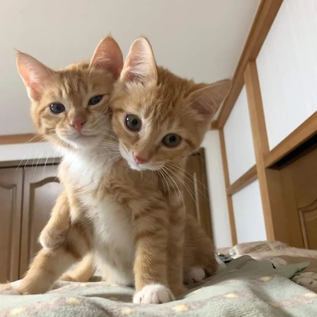 2 orng cats 2.jpg