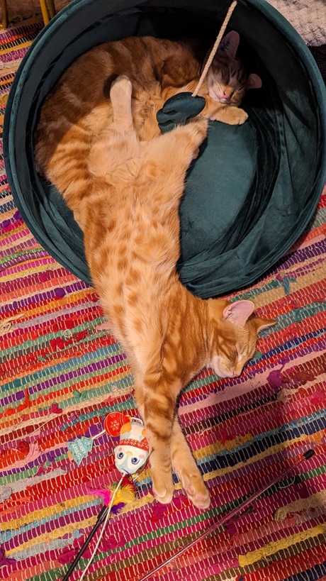 2 orng cats.jpg