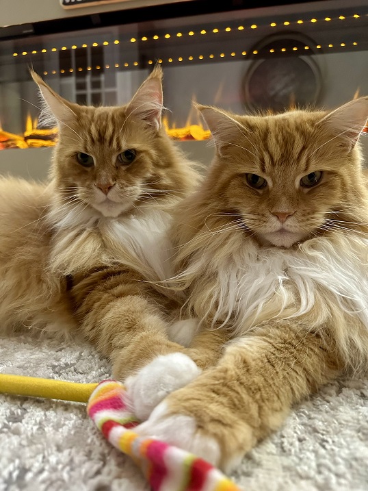 2 orng floofs.jpg