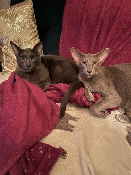 2 pointy cats.jpg