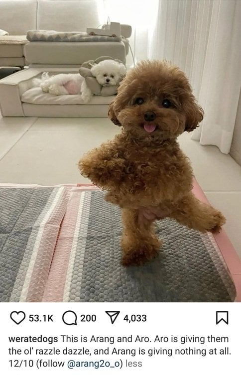 2 poodles.jpg