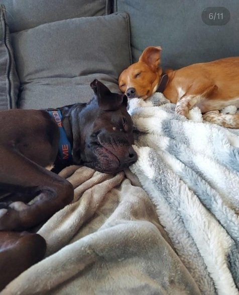 2 sleeping dogs.jpg
