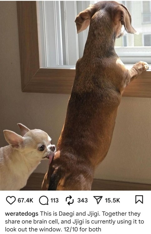 2 snr dogs.jpg