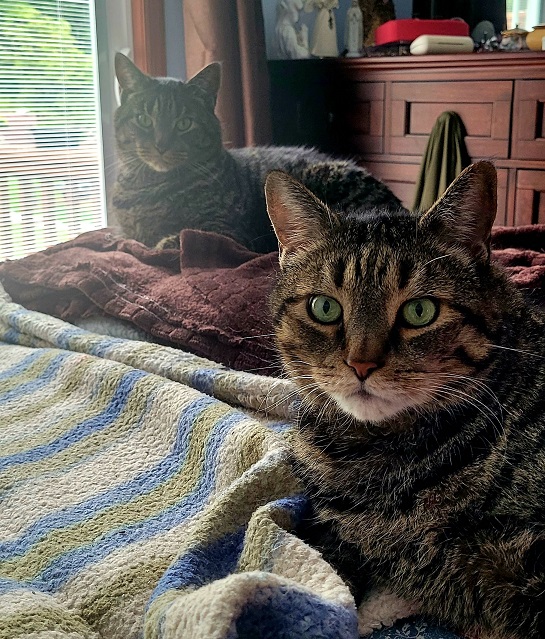2 tabbys.jpg