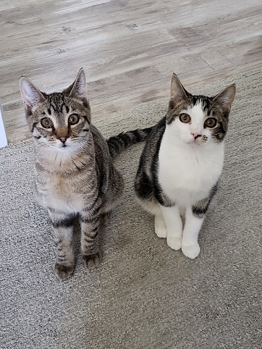 2 tabbys.jpg