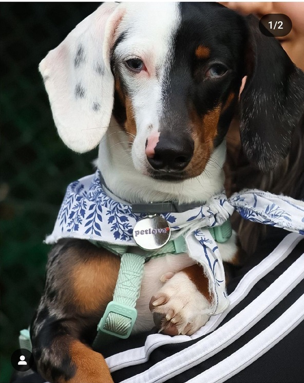 2 tone doxie.jpg