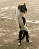 200-1.gif