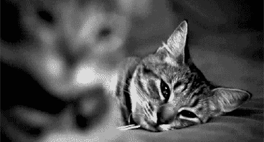 200.gif