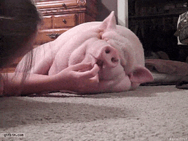 200.gif