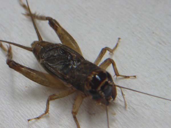 20050827102158cdd38c.jpg