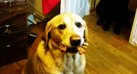 200w.gif