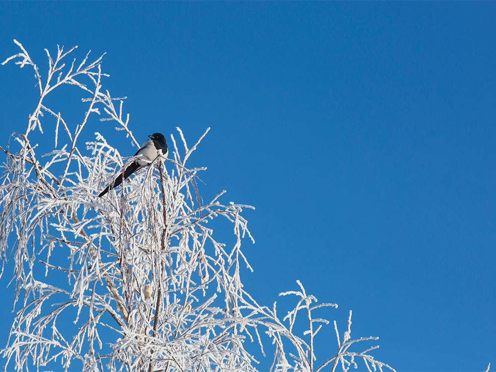 20160109_winter_feature_002.jpg