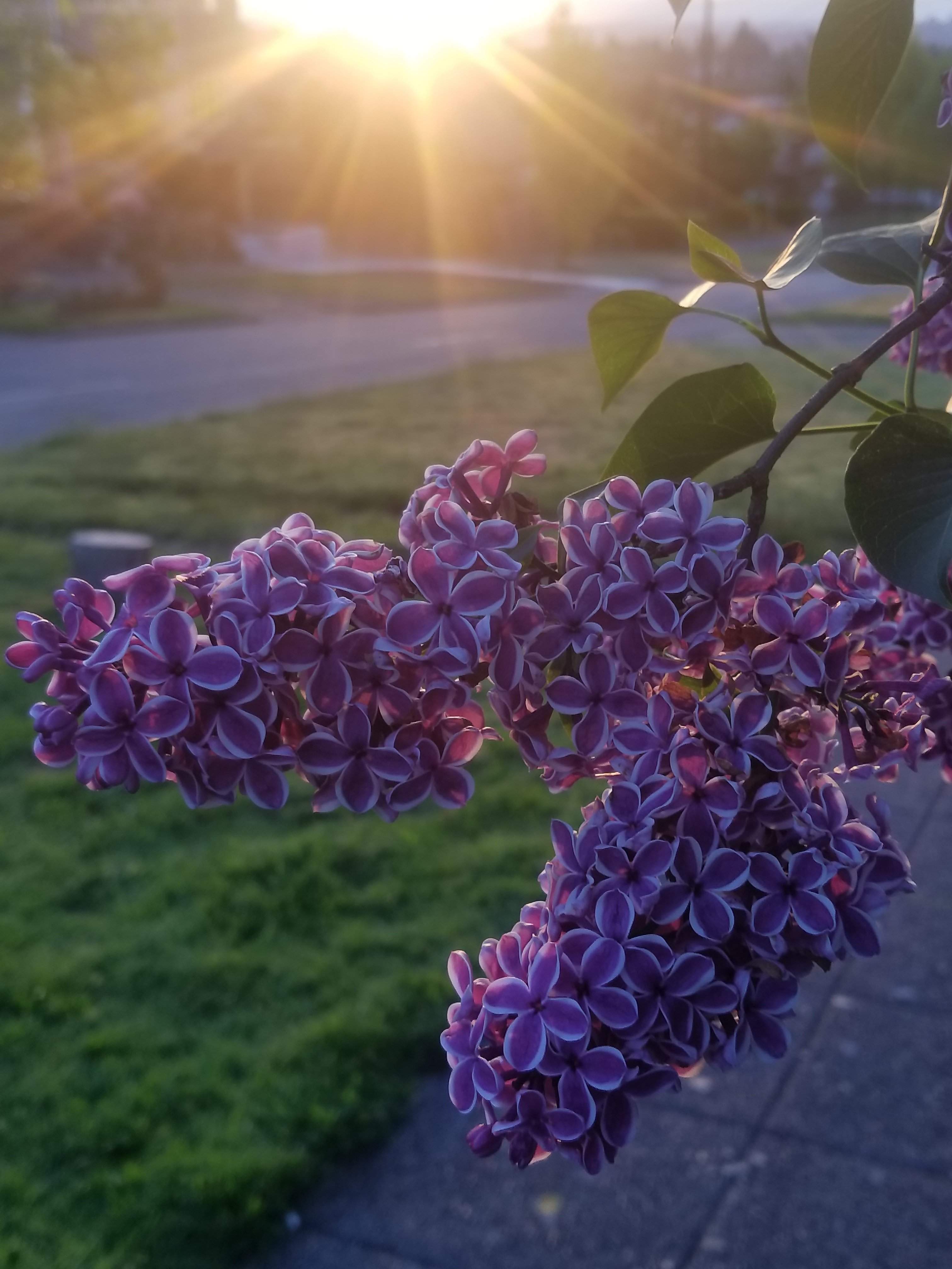 20180513_054646.jpg