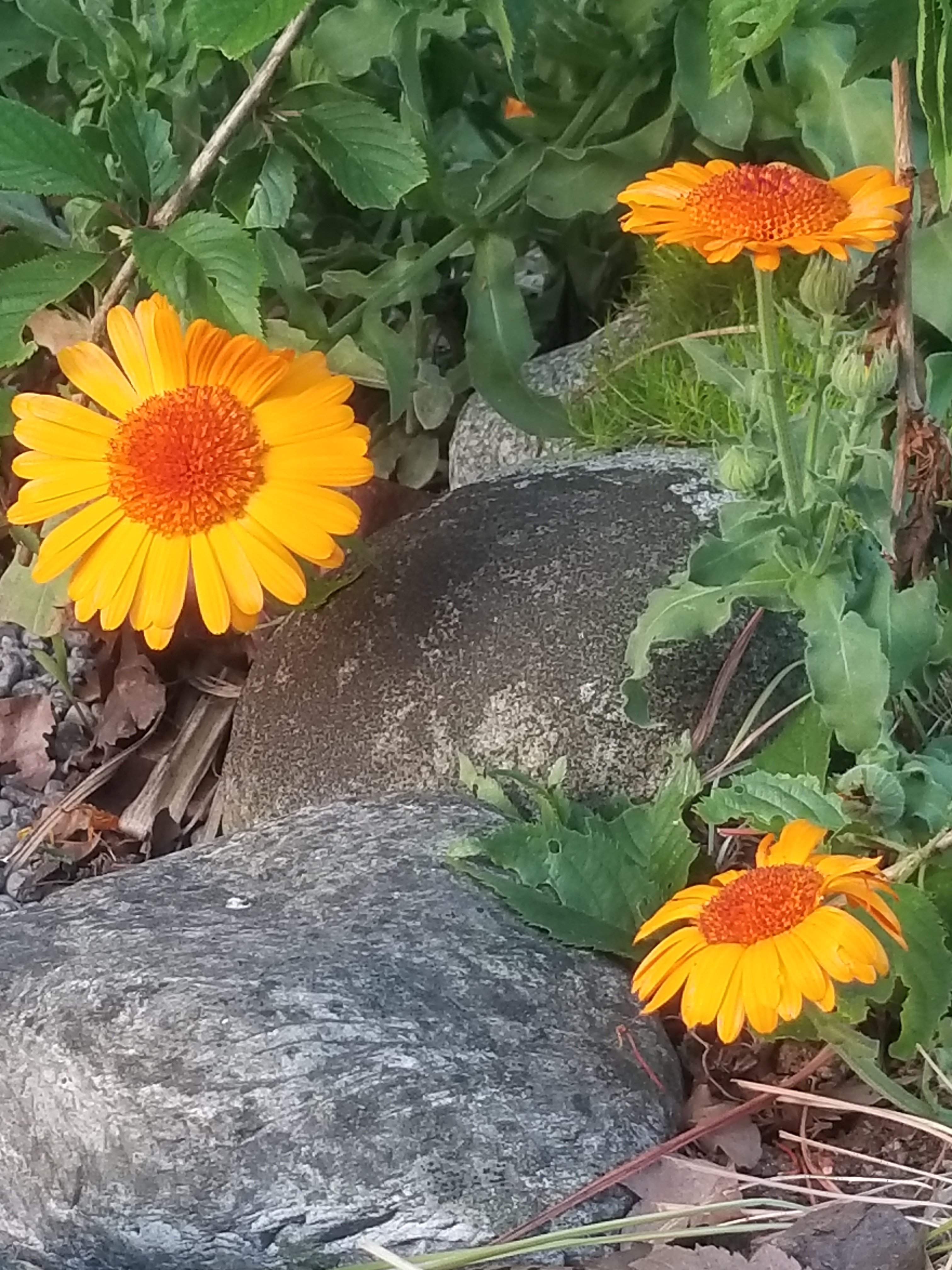 20180513_055454.jpg