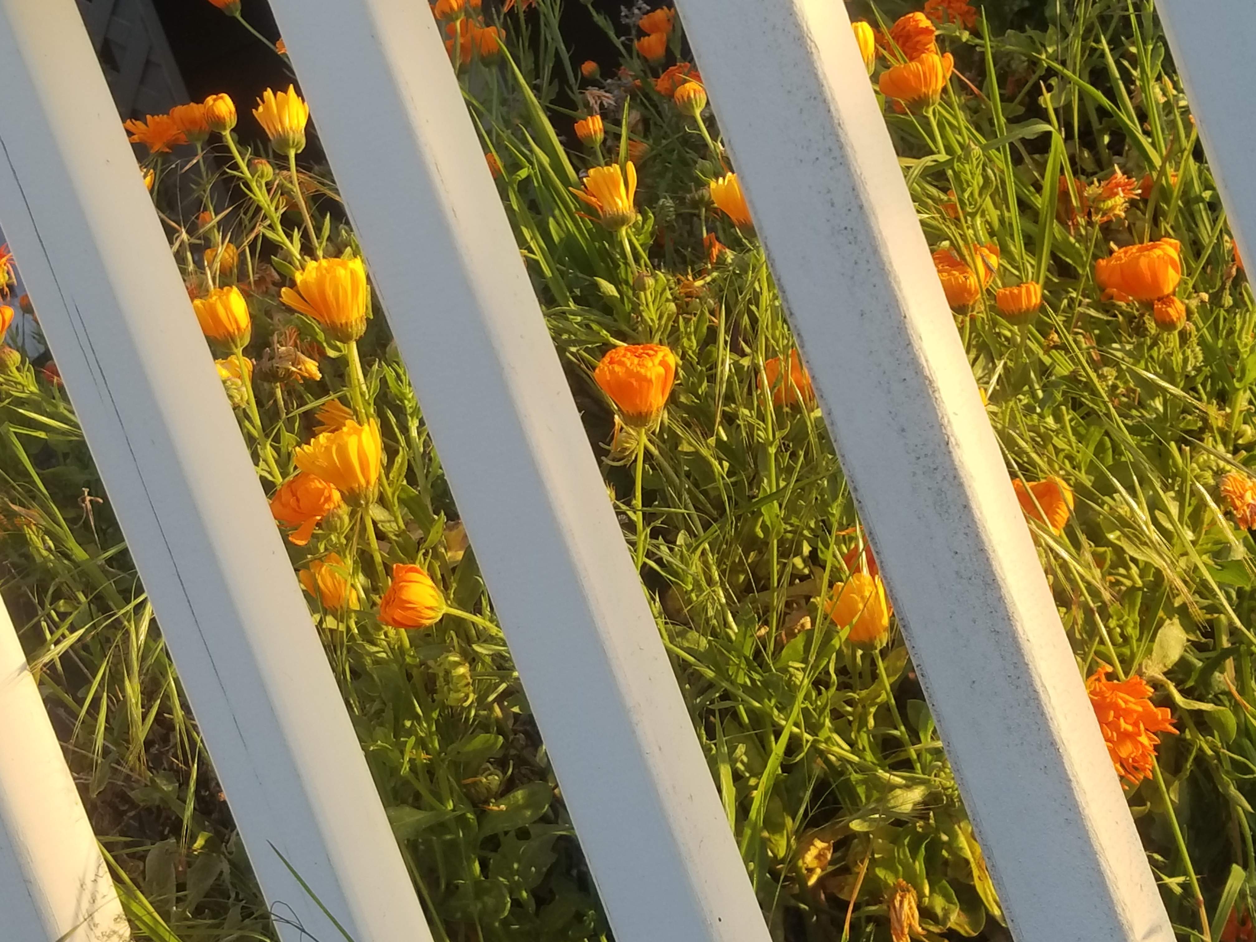 20180513_060755.jpg