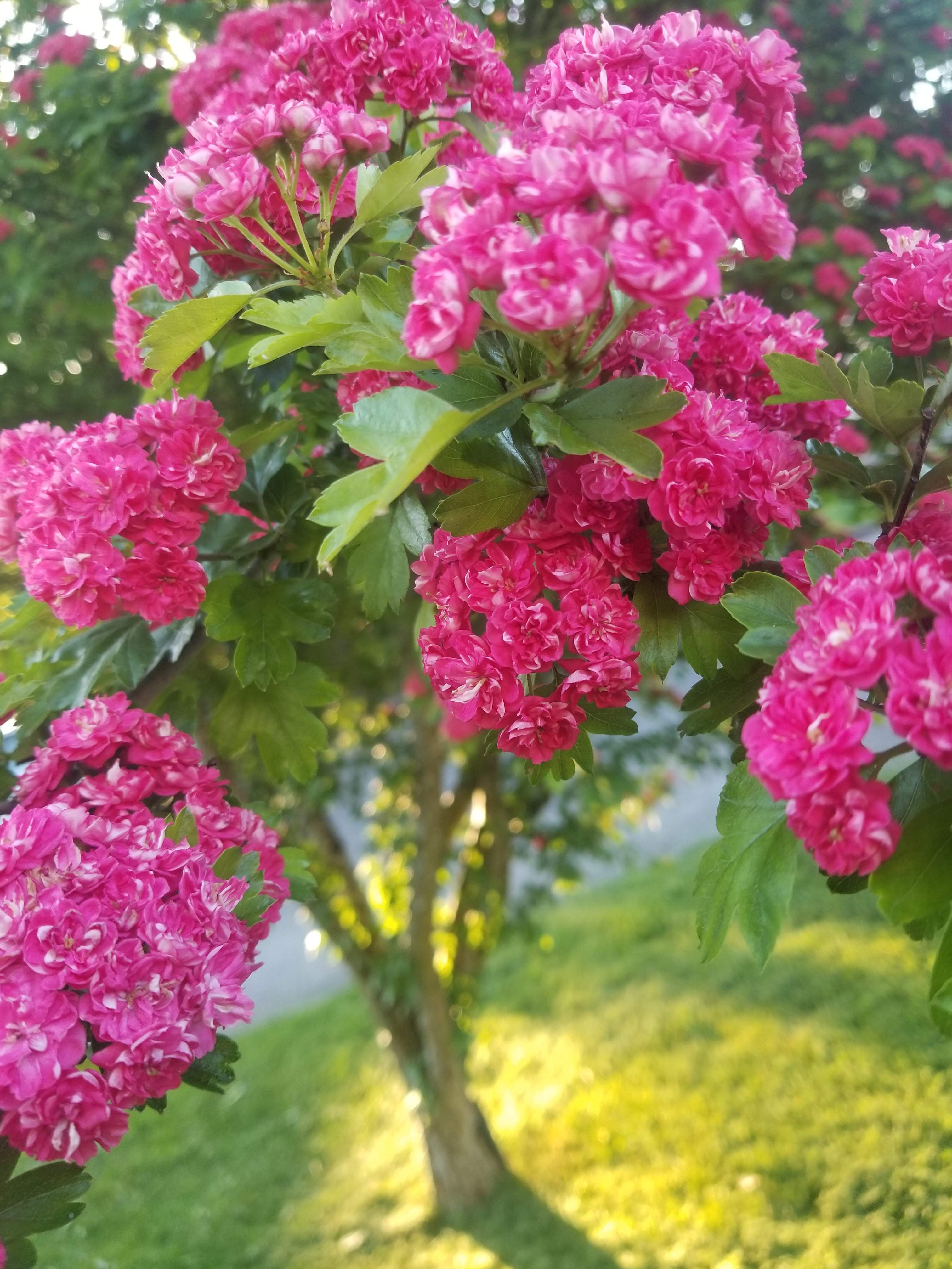 20180513_062354.jpg