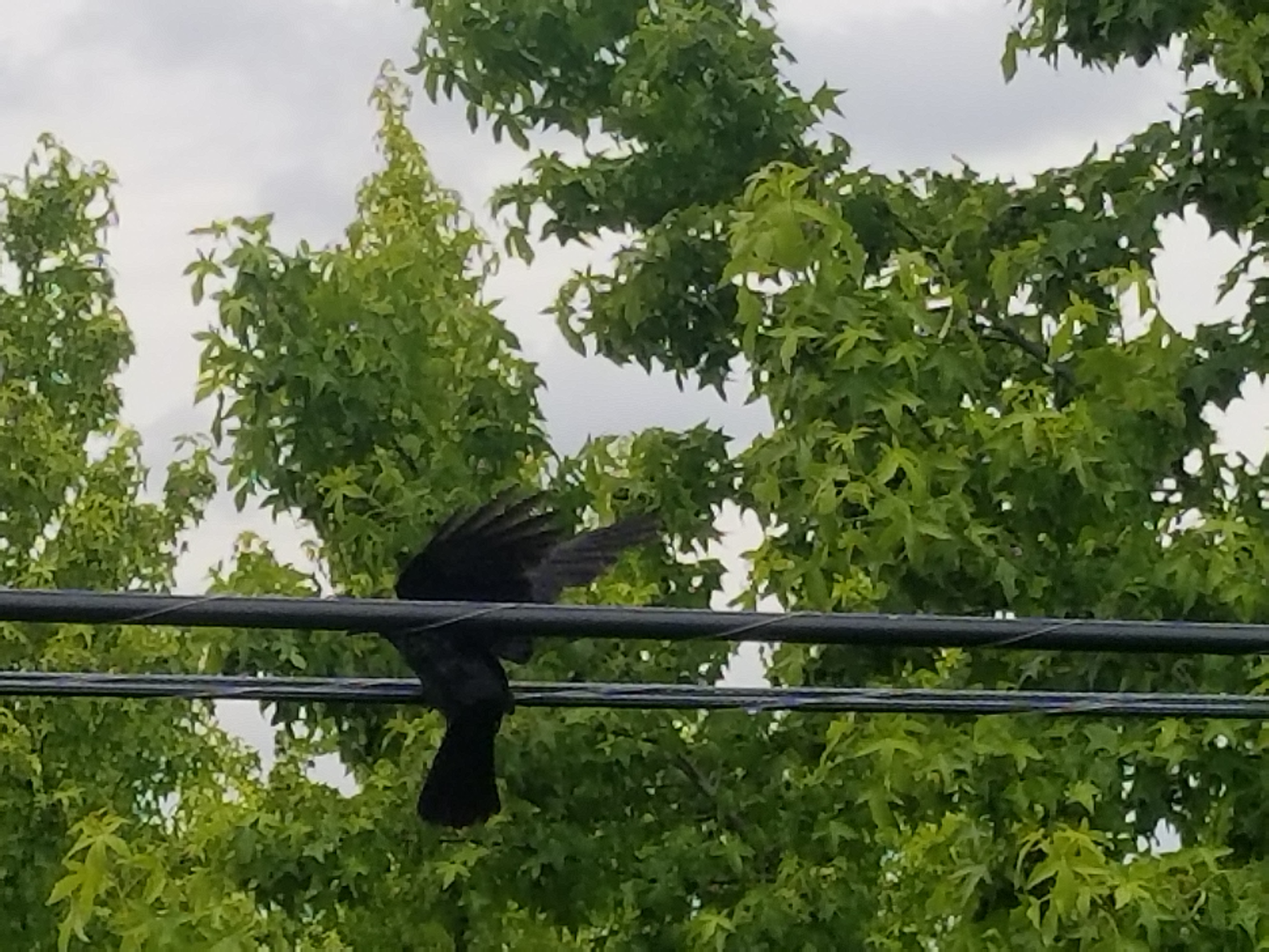 20180628_120447.jpg