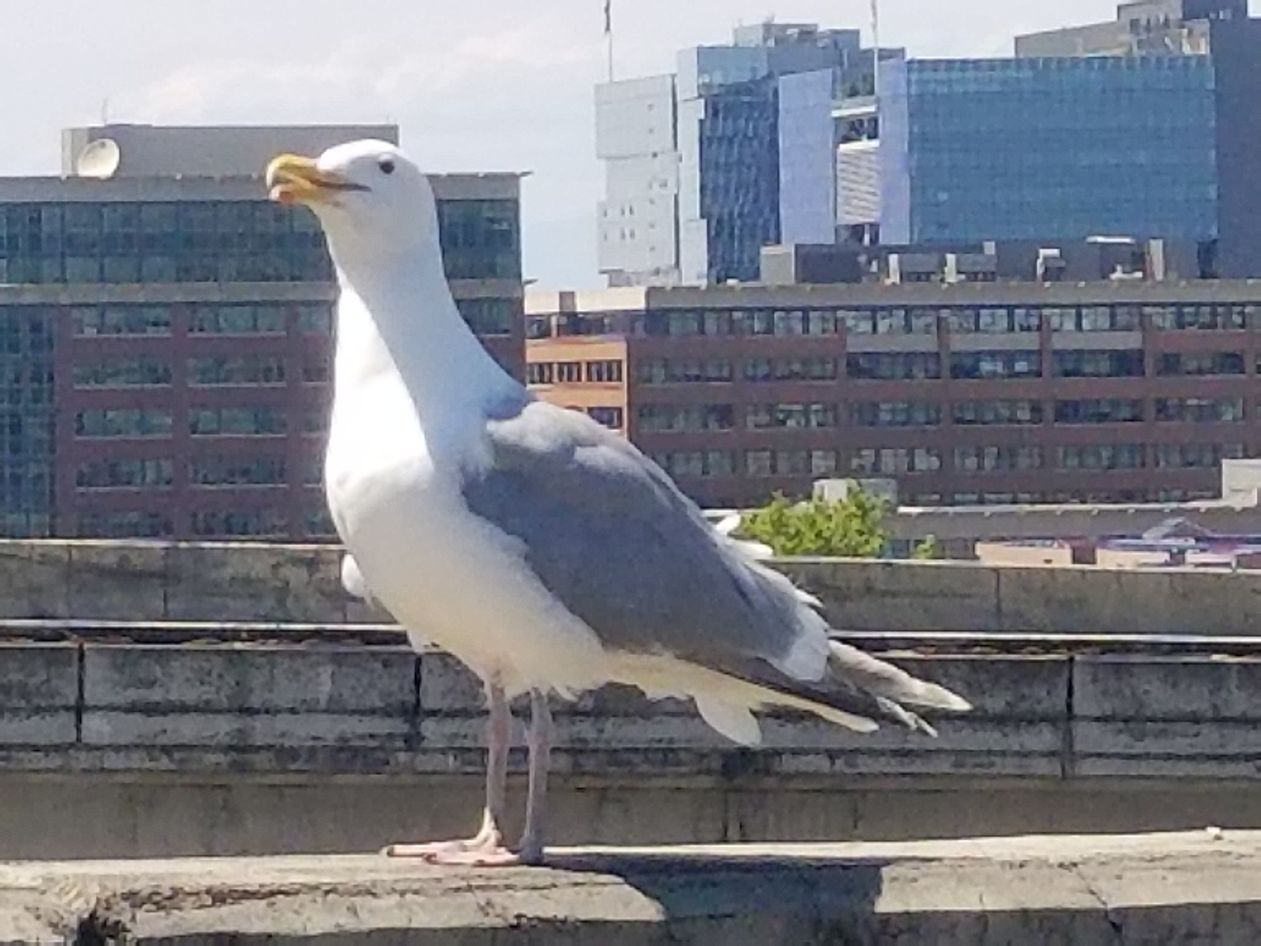 20180705_141321.jpg