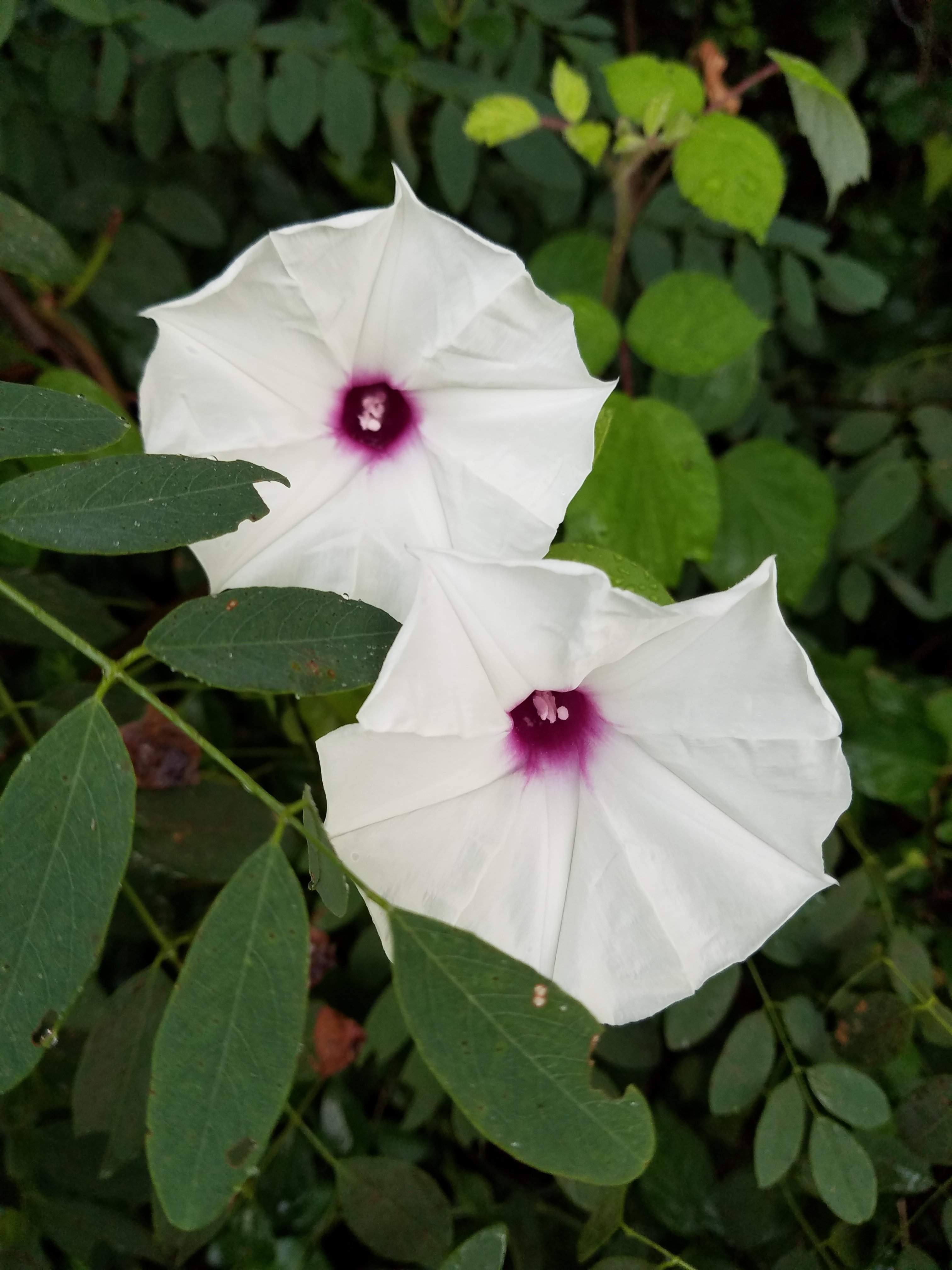 20180706_070608.jpg