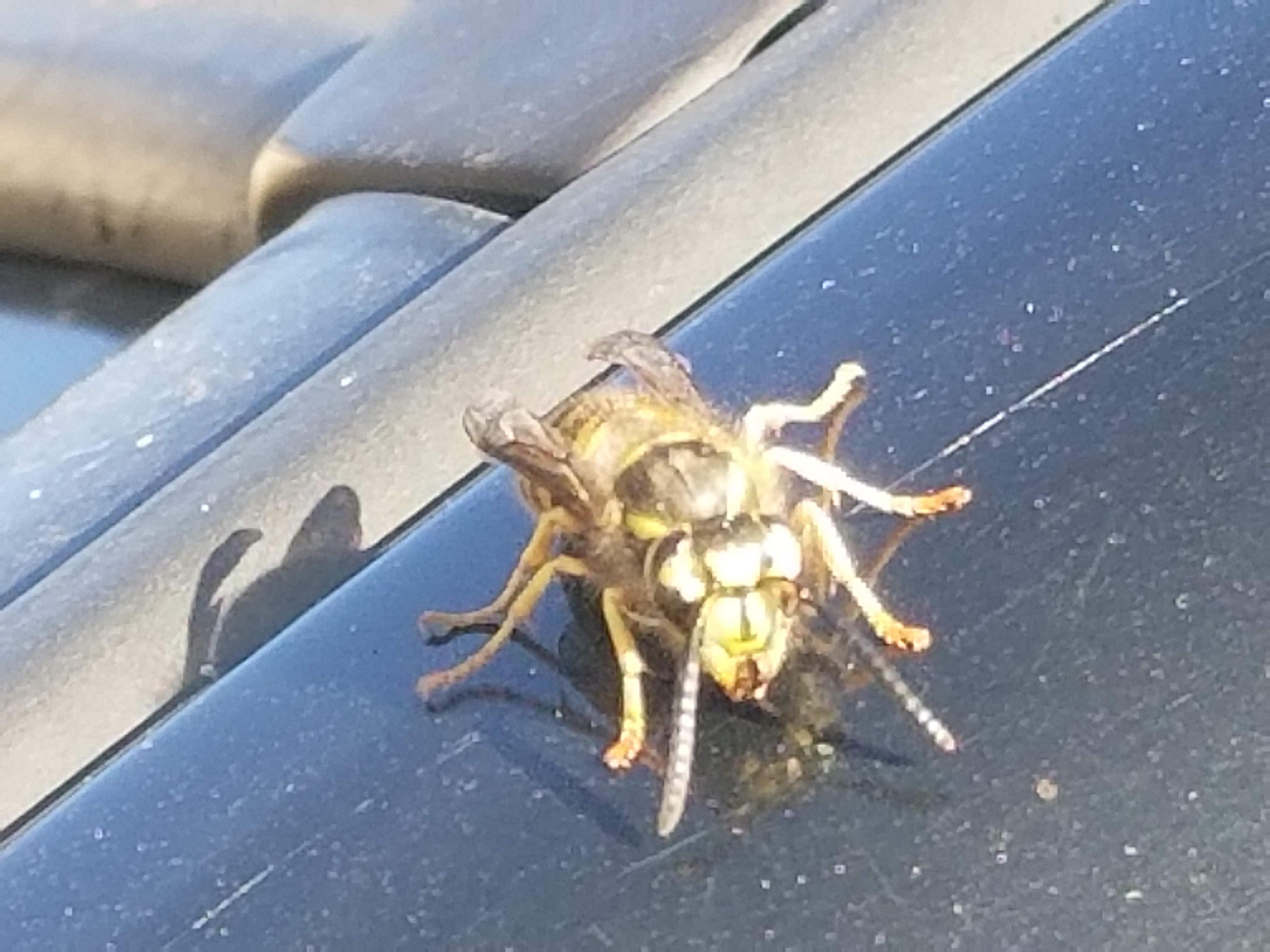 20180918_164224.jpg