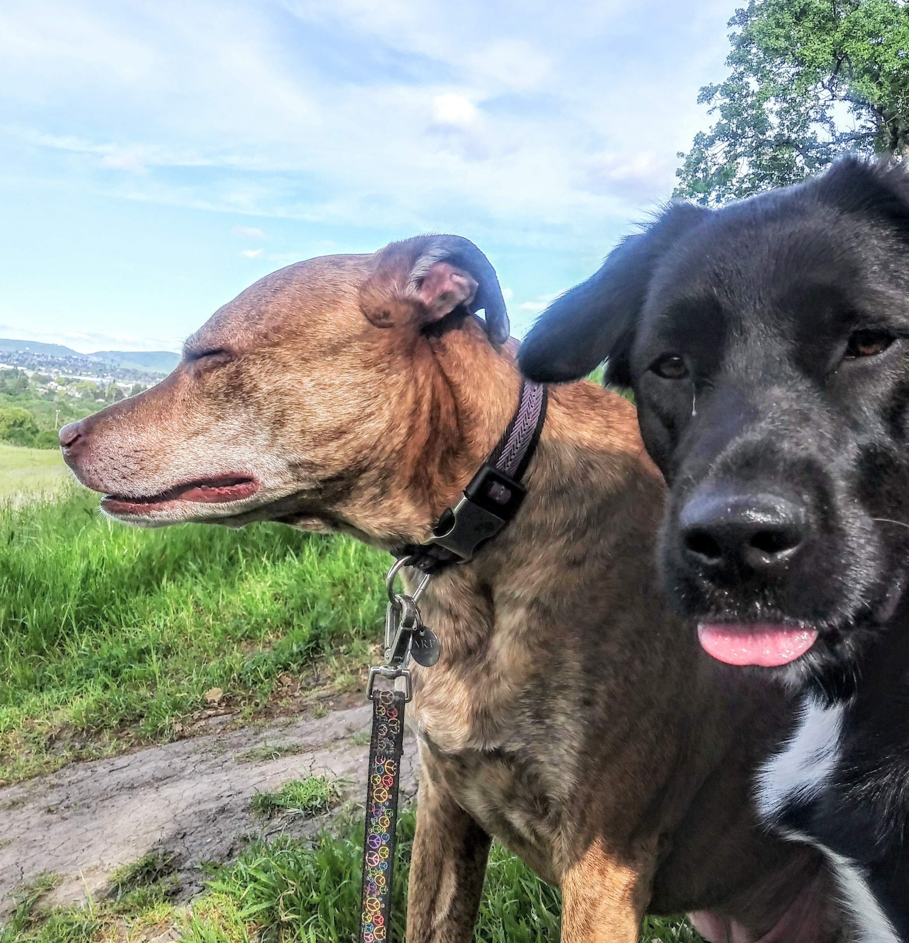20190416_162422_HDR~3.jpg