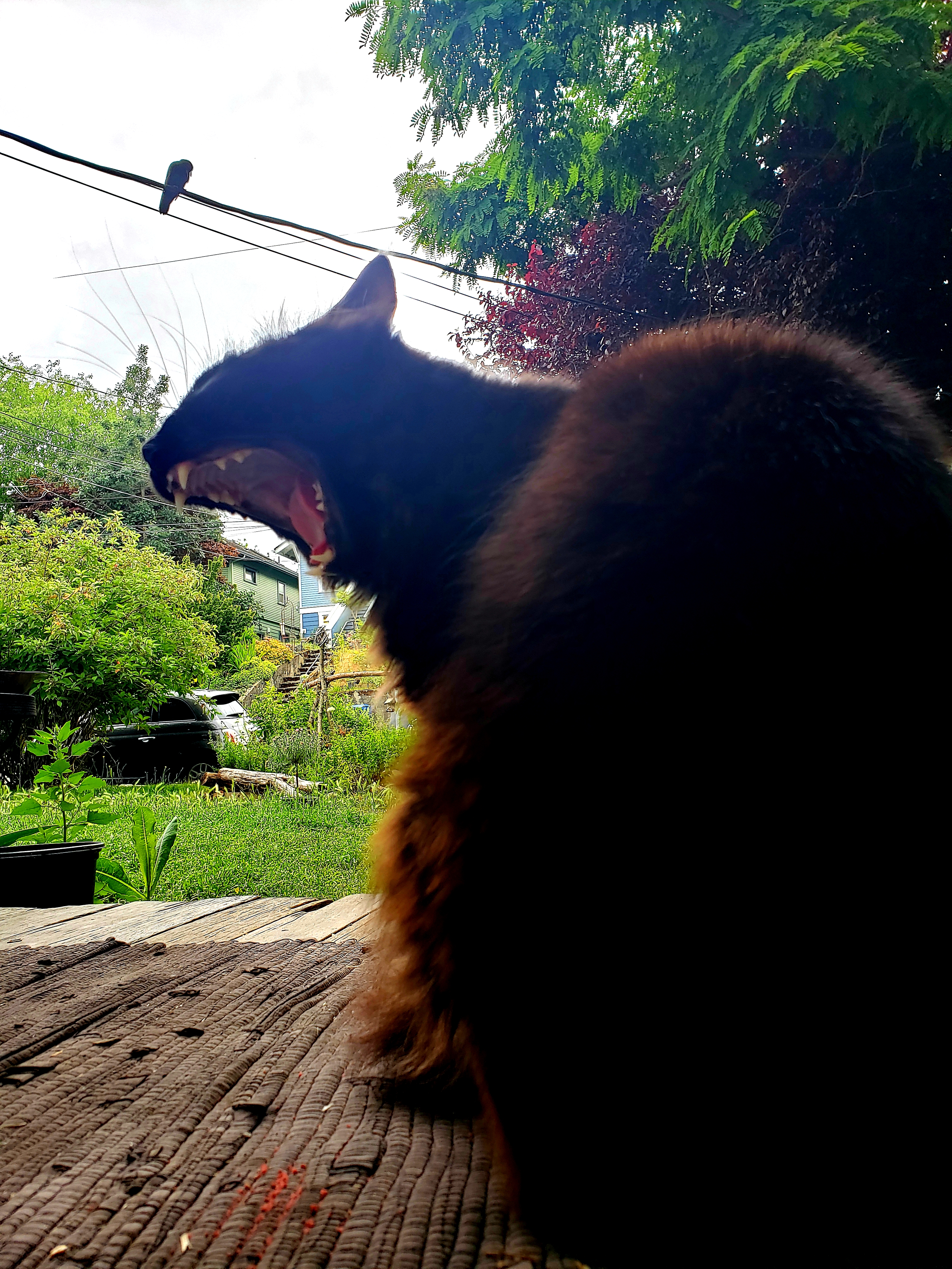 20190623_182856.jpg