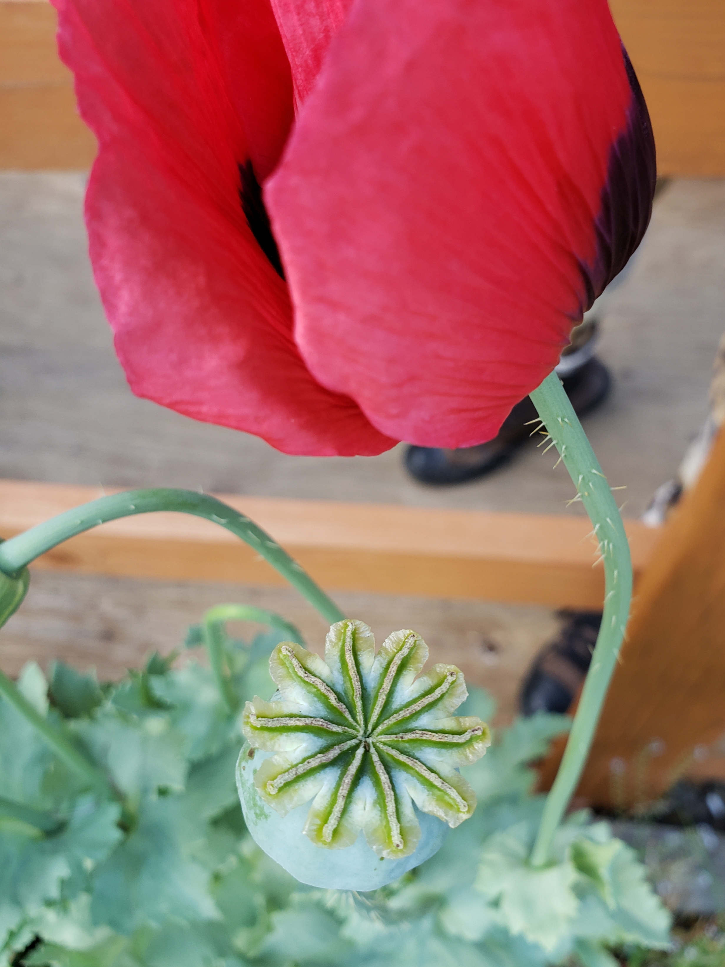 20190625_162445.jpg
