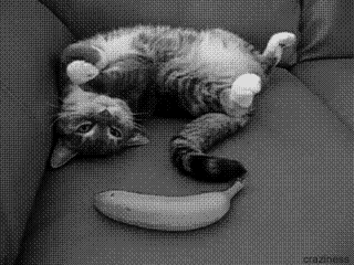 201B4DA3-0235-4747-97E7-9733097C1CE0.gif