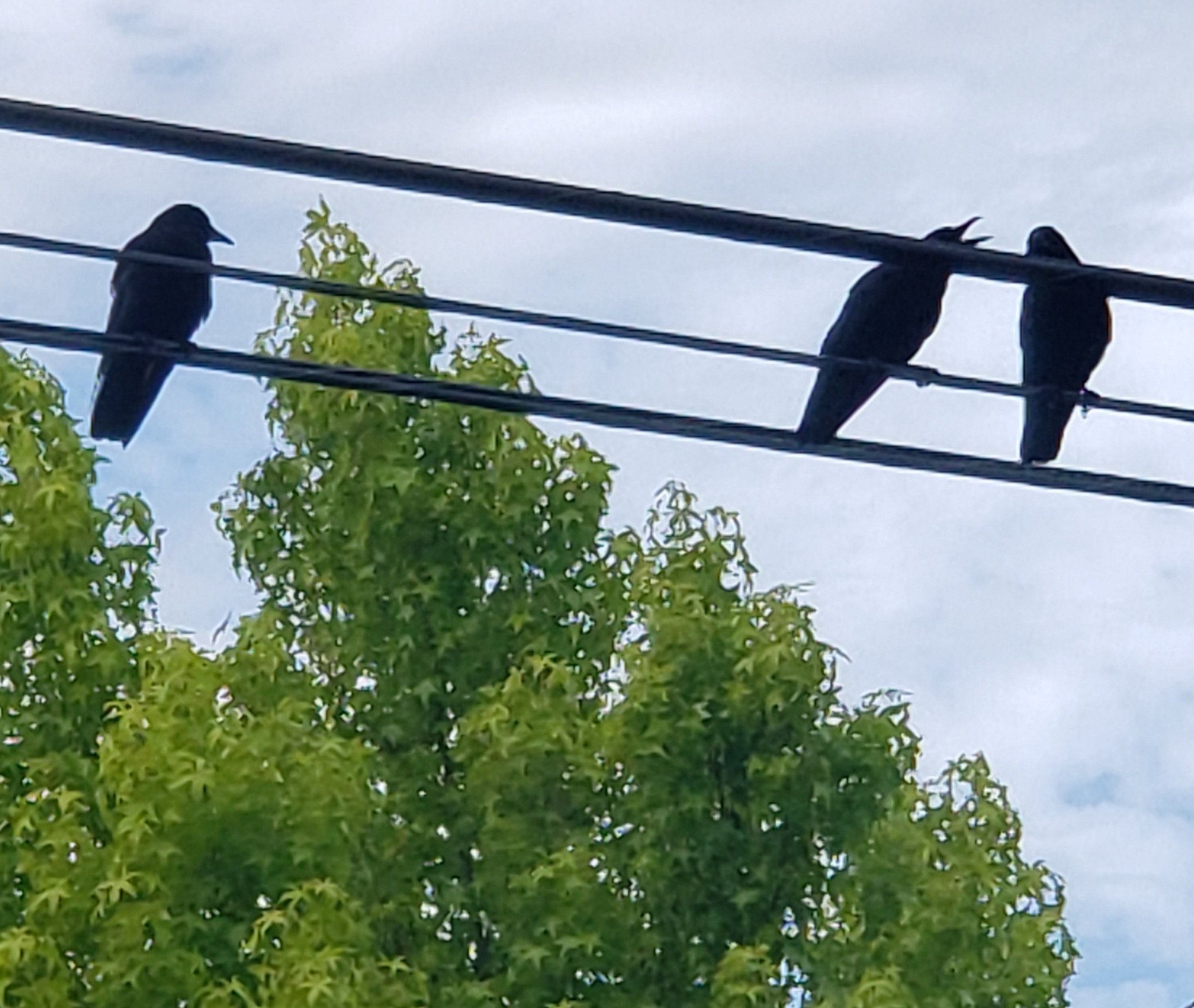 20200630_194017.jpg
