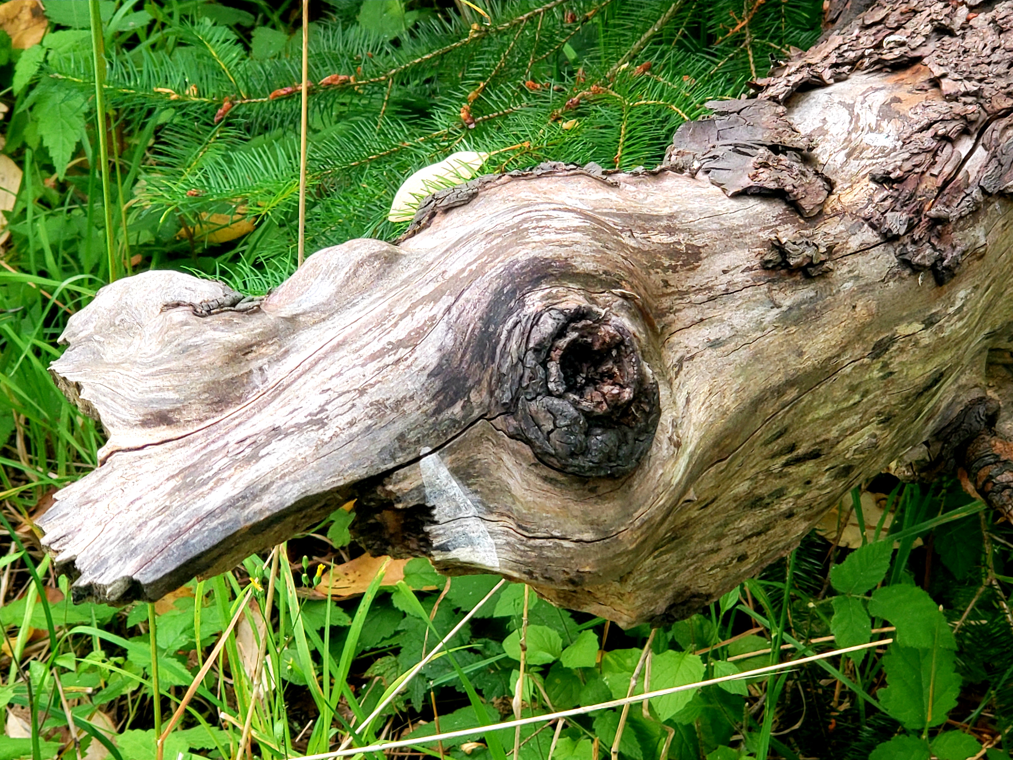 20200704_081922.jpg