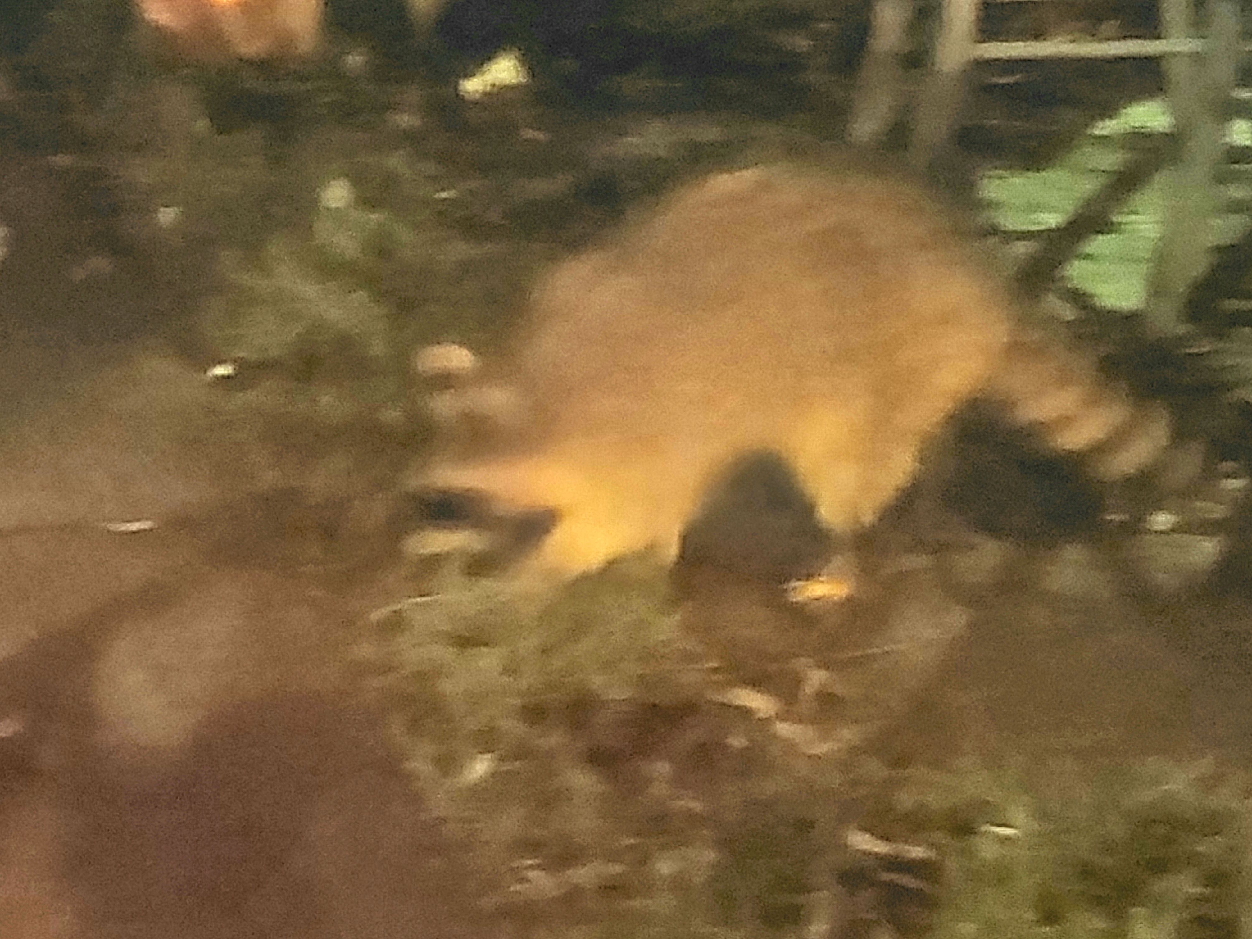 20201125_035304.jpg