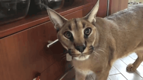 20210114_152028.gif