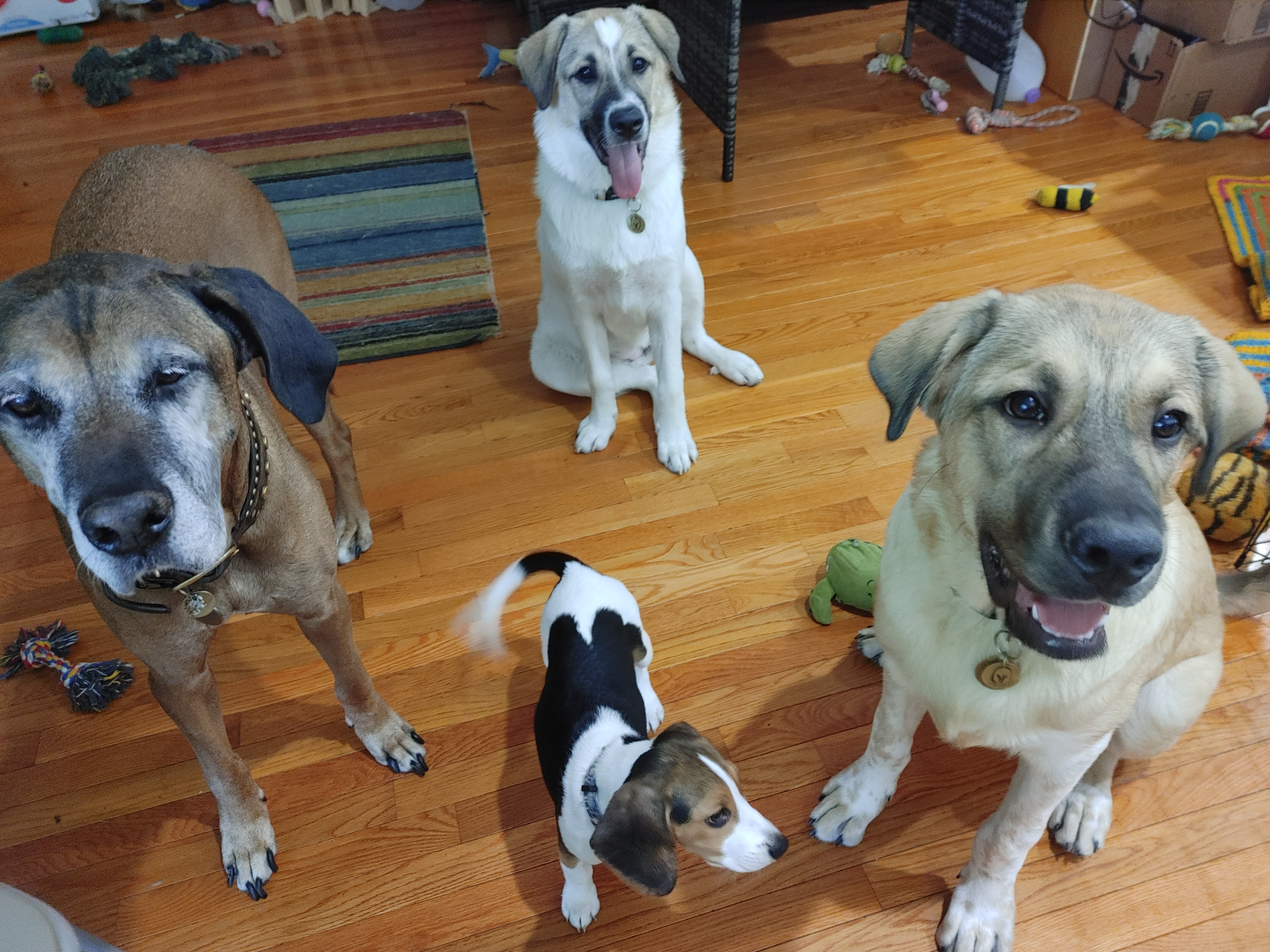 20210609_pups.jpg